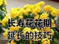 冬天花的室外保养秘籍（让花草在寒冷的冬天中依然娇艳绽放）