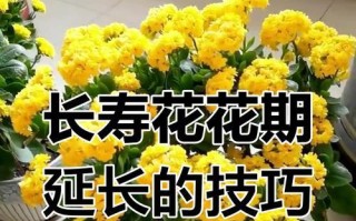 冬天花的室外保养秘籍（让花草在寒冷的冬天中依然娇艳绽放）