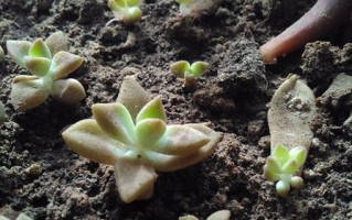 姬胧月养爆头全攻略（打造最强爆头，让姬胧月成为战斗力担当）