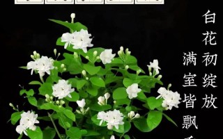 夏天茉莉花的养护秘籍（打造芬芳美丽的夏日花园）