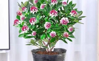 以金边端香的养植技巧（了解这个美丽的植物并将其成功养活的关键）