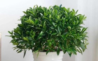 非洲茉莉浇水技巧（掌握关键性的灌溉方式，让非洲茉莉欣欣向荣）