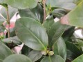 茶花树叶子发黄，如何拯救？（茶花树叶黄的原因分析及解决方法）