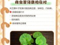 如何养护天竹花保持翠绿叶色（让你的天竹花永远不再黄叶子）