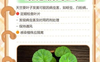 如何养护天竹花保持翠绿叶色（让你的天竹花永远不再黄叶子）