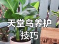 天堂鸟养护指南（了解天堂鸟的养护要点，让您的宠物更健康）