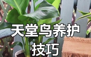 天堂鸟养护指南（了解天堂鸟的养护要点，让您的宠物更健康）