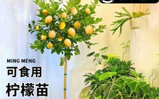 四季花开（探秘四季开花的植物花卉世界，与你分享365天不间断的花园之美。）