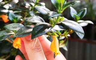 家里养吊兰，风水带来好运