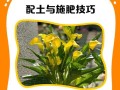 黄花马蹄莲的冬季养护指南（让你的黄花马蹄莲在严寒的冬季中绽放光彩）