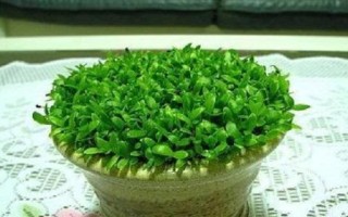 如何正确储存火龙果？（掌握储存技巧，品尝鲜美火龙果）