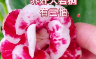 大岩桐的冬季养护之道（冬季养护指南，让大岩桐常青如春）