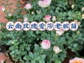 盆栽月季养护的全面指南