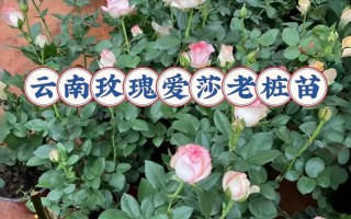 盆栽月季养护的全面指南