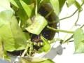 夏季叶子打蔫的救治方法（如何挽救夏季长出的叶子枯萎情况）