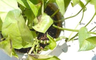 夏季叶子打蔫的救治方法（如何挽救夏季长出的叶子枯萎情况）