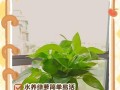 如何使绿萝更旺盛（以水养绿萝的关键技巧）