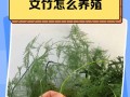 以文竹的分盆技巧和注意事项（掌握正确分盆方法，让以文竹茁壮成长）