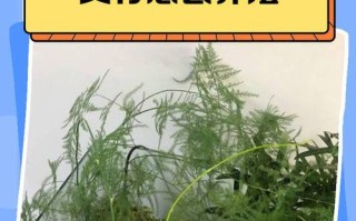 以文竹的分盆技巧和注意事项（掌握正确分盆方法，让以文竹茁壮成长）