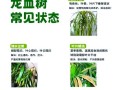 海南龙血树的养殖技巧（打造自然绿色家园）