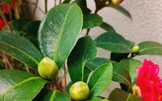 室内茶花的开花技巧（探秘茶花开花的关键因素及护理方法）