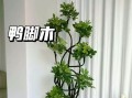 以步步高怎么养，打造健康活力的成长环境