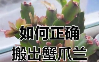 蟹爪兰的养殖技巧及注意事项（打造居家绿色植物——蟹爪兰的养殖秘籍）