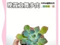 落花之舞（掌握关键技巧，让花朵绽放优雅姿态）
