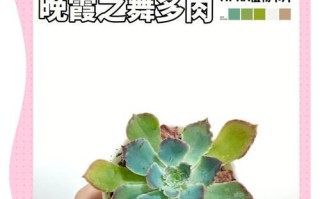 落花之舞（掌握关键技巧，让花朵绽放优雅姿态）