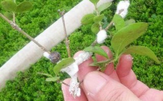解决花卉枝叶上白色粘粘物问题的有效方法（保护花卉健康成长，去除枝叶上的粘粘物）