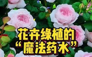 磷酸二氢钾在花卉栽培中的应用（提高花卉生长质量的关键——磷酸二氢钾）