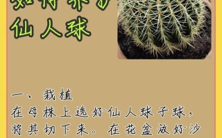 宝山属仙人球的养殖技巧（打造美丽多肉盆景，学会宝山属仙人球的养殖方法）