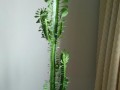 龙骨花的阳光需求（掌握龙骨花的阳光照射技巧，让其健康茁壮生长）
