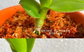 保护石斛叶子（保护石斛叶子的方法及重要性）