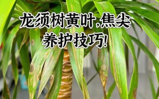 龙须树肥料全攻略（掌握龙须树肥料的关键，让你的龙须树更加茂盛）
