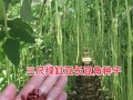 长豇豆种植指南（从选种到收获，轻松掌握长豇豆种植技巧）