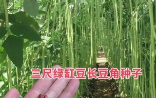 长豇豆种植指南（从选种到收获，轻松掌握长豇豆种植技巧）