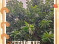 橡皮树叶子的正确擦拭方法（保养橡皮树叶子的小妙招）