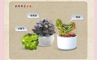 多肉植物的虫害防治（保护多肉植物免受虫害侵袭的方法与技巧）