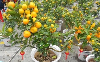 金桔成熟季节详解（金桔成熟的月份、特点和注意事项）
