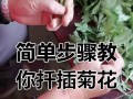 四季菊花的扦插繁殖技巧（快速了解四季菊花的扦插繁殖方法，打造美丽花园）