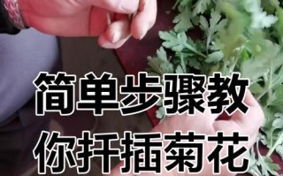 四季菊花的扦插繁殖技巧（快速了解四季菊花的扦插繁殖方法，打造美丽花园）