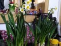 水仙花叶子发烂怎么办？（教你5招轻松处理水仙花叶子烂病，让你的水仙花茁壮成长）