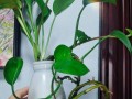 怎样处理绿萝烂叶子问题（轻松解决绿萝烂叶子的方法和技巧）