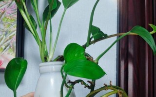 怎样处理绿萝烂叶子问题（轻松解决绿萝烂叶子的方法和技巧）