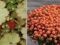 多肉珍珠橙的保存技巧（如何正确保存多肉珍珠橙让其保持健康生长）