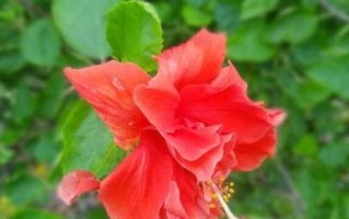 扶桑之道——如何培育旺盛的扶桑（打造理想的生长环境，助力扶桑健康成长）