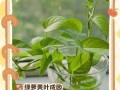 如何处理绿萝的烂叶子（有效护理绿萝，预防和处理烂叶现象）