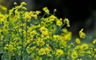 探寻野菊花的花语（揭秘野菊花的寓意和象征）