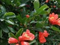 富贵树花开美丽无比（探寻富贵树的开花奥秘）